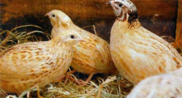 Plemeno mandžuské křepelky